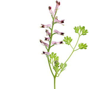 Fumitory Herbasol® Extract PG, unpreserved, system 3